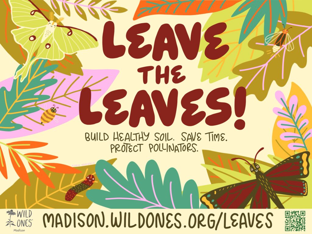 This image is the Leave the Leaves yard sign design. It depicts leaves and pollinators such as luna moth, bumblebee, firefly, butterfly, and caterpillar. It states, "Leave the Leaves! Build Healthy Soil. Save Time. Protect Pollinators." It also includes the Madison Wild Ones logo, the URL to this page (madison.wildones.org/leaves), and a QR code linking to the page so that passersby can access the page and learn more about leaving the leaves.